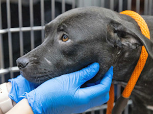 ASPCA Helps 100+ Dogs in Suspected Dogfighting Case.