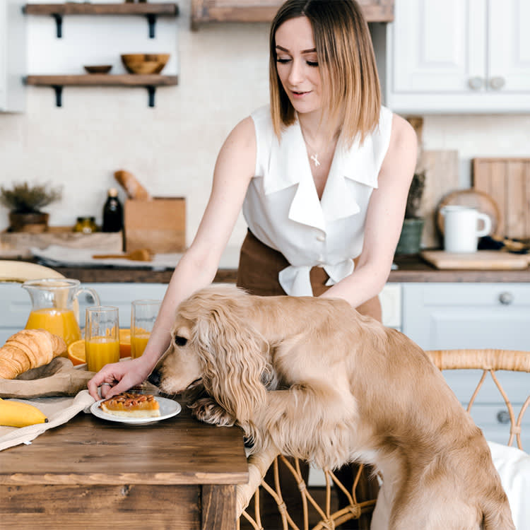 Funny cocker spaniel standing on chair and smelling pecan pie on table. 