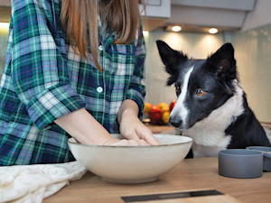 Black and white dog watching woman baking dog treats in the kitchen at home.