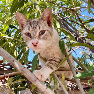 A cat peeking down from a tree. 