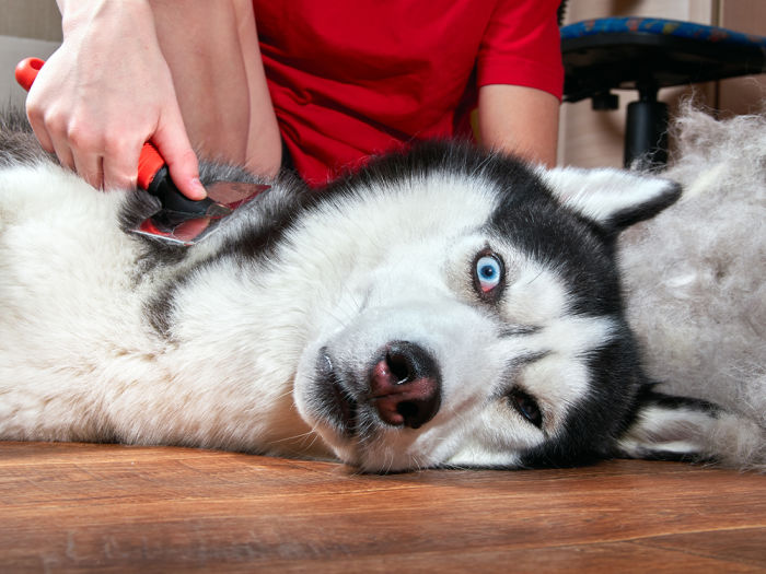 how often should you groom your husky