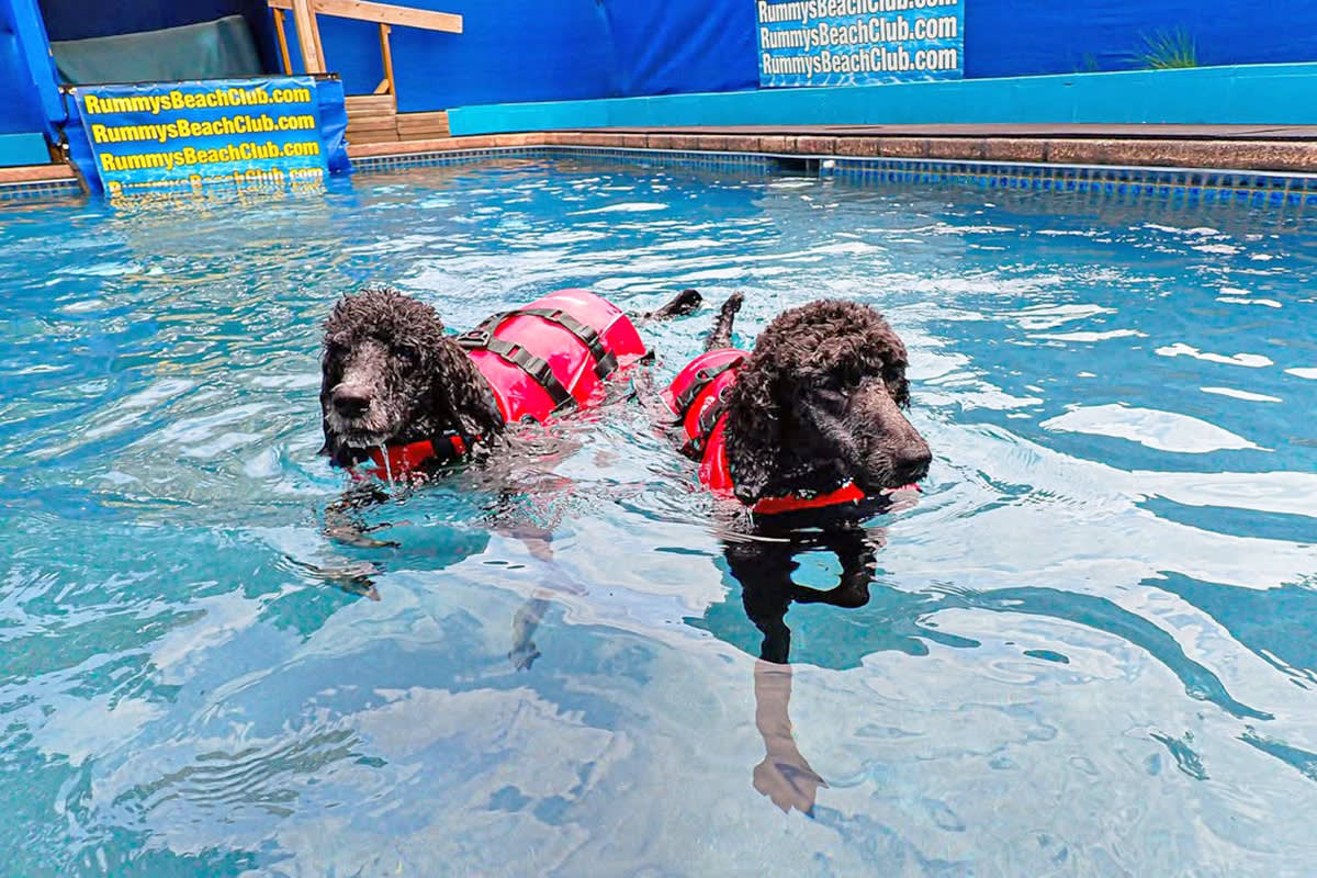 Two black dogs at a water park