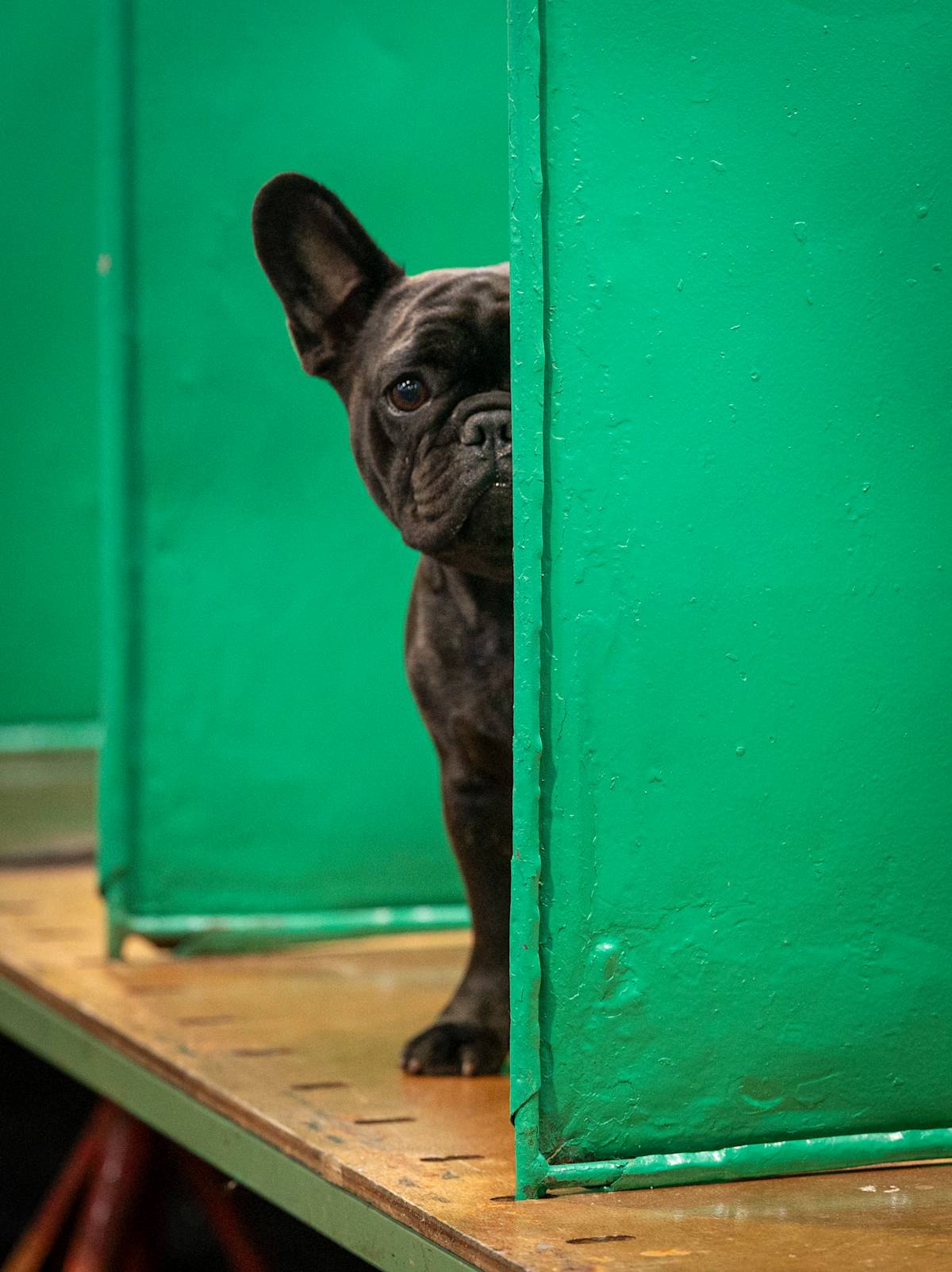 Dog at crufts