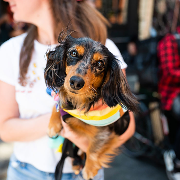 Pippi, Dachshund, 1 y/o
