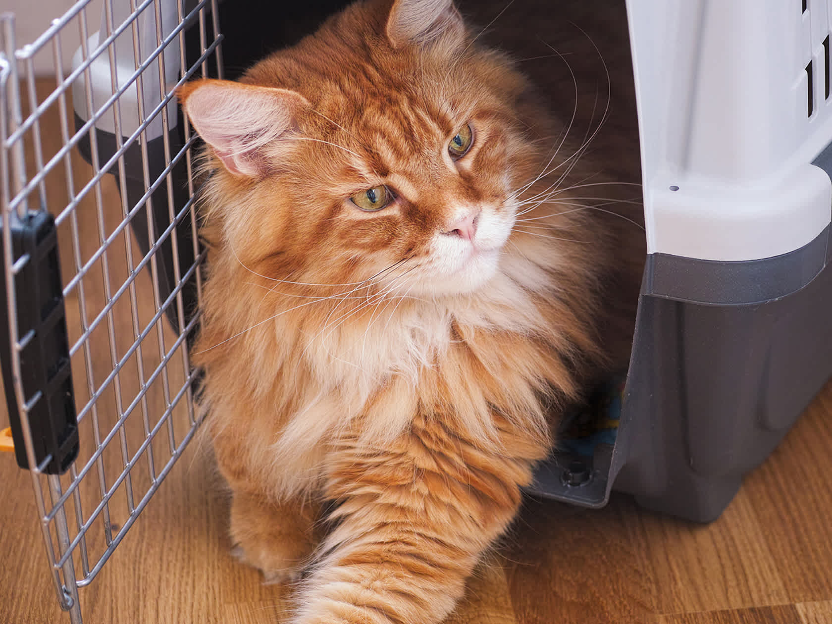 orange tabby cat in carrier