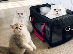 7 Best Cat Backpacks That Taylor Swift Would Approve Of · The Wildest