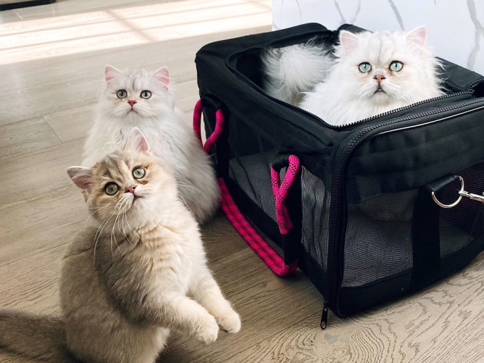 one white cat in a black carrier next to two other cats looking up 