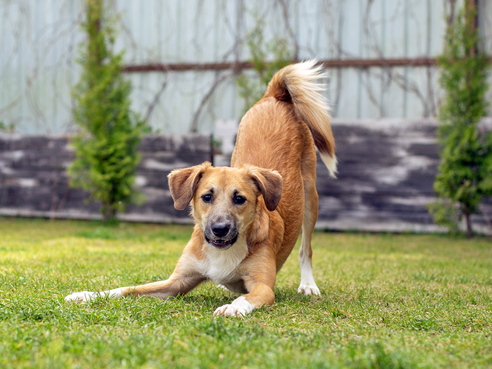 Cute dog playing outside in a yard.