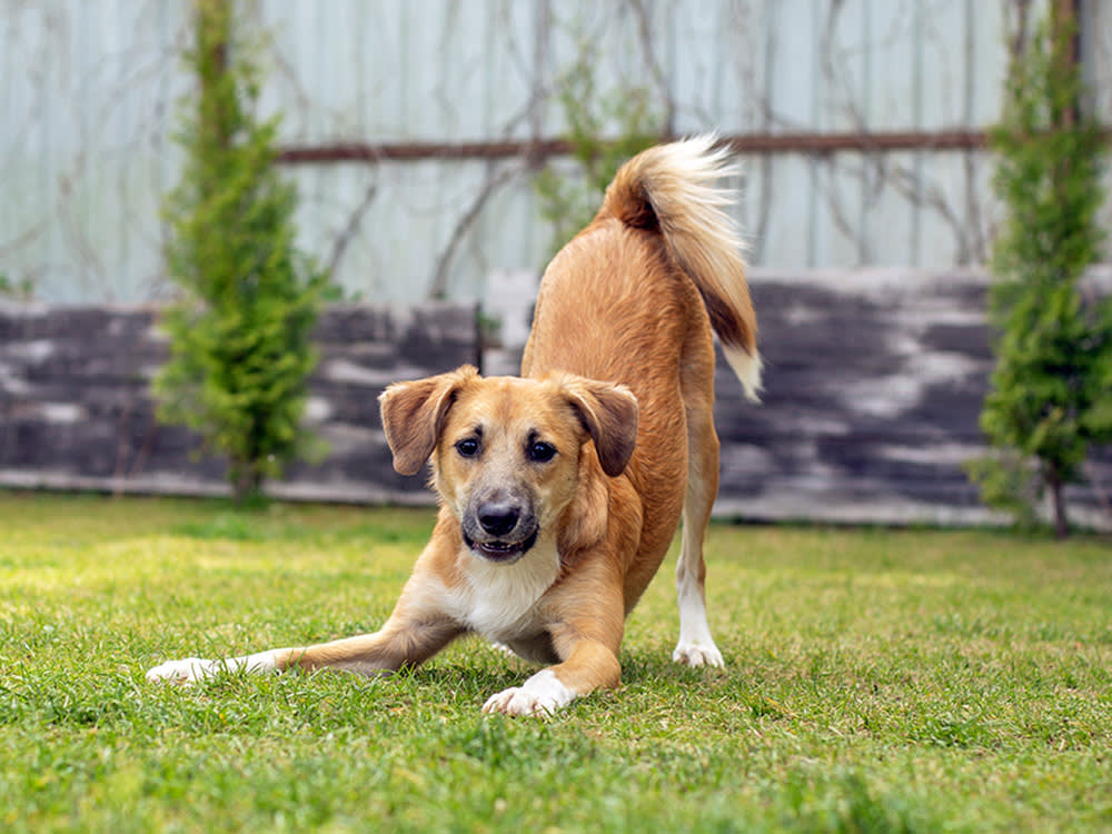 Cute dog playing outside in a yard.