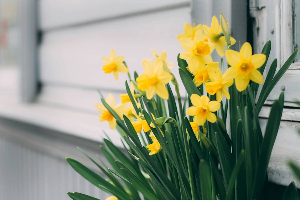 picture of daffodils against white house