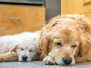 Puppy sleeping next to senior dog at home.