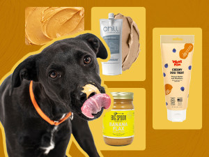 Black dog with peanut butter on his nose