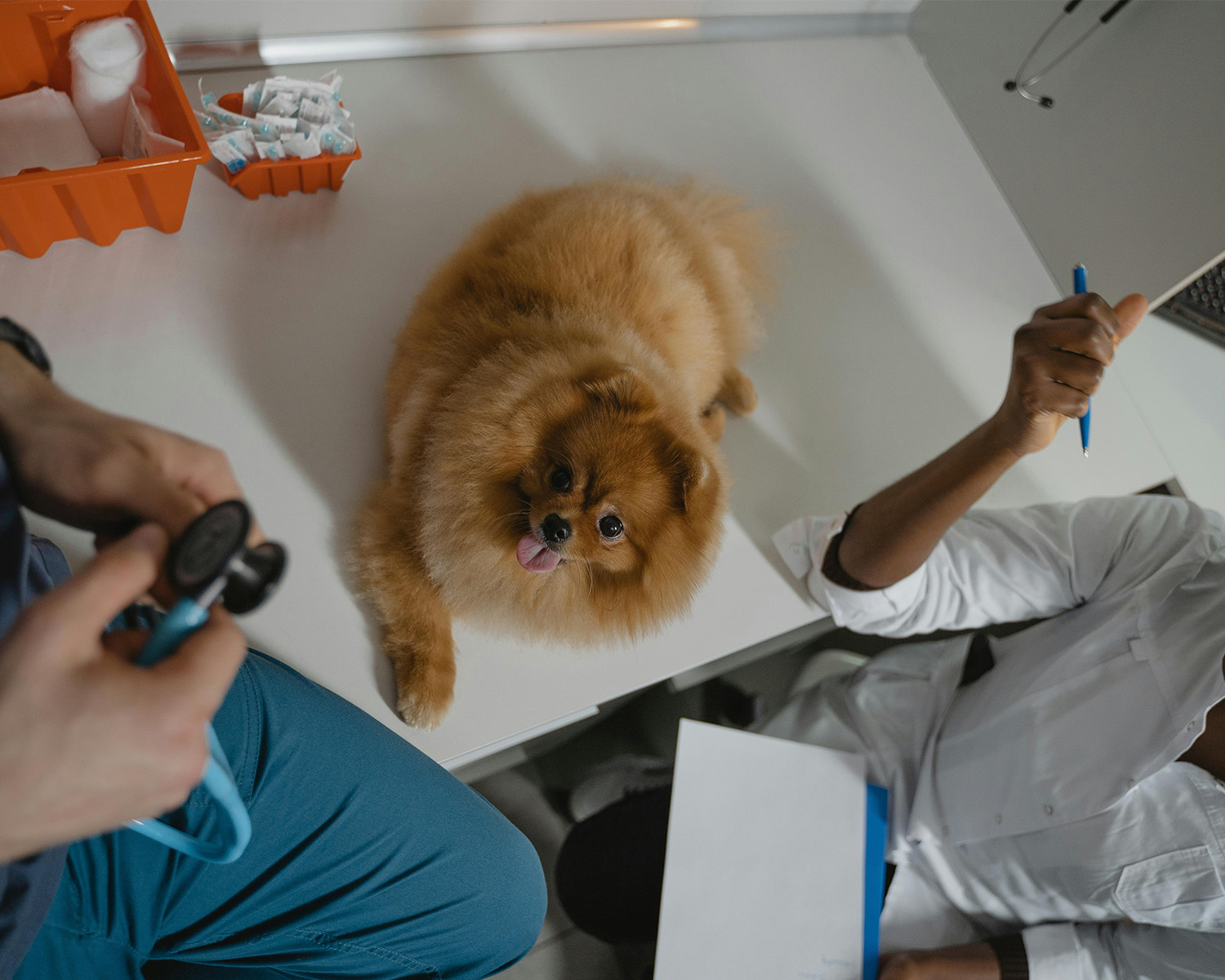 Dog having an examination at the vets