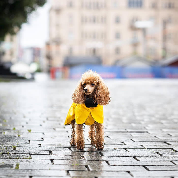 Small brown poodle in yellow rain jacket