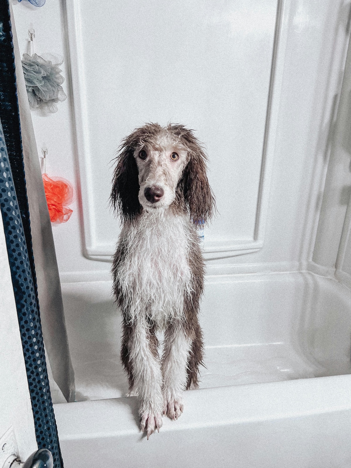 a picture of a large grey and white dog in the bath