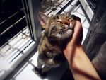 Cat being happily pet in the sunshine of a window