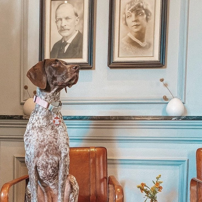 dog sitting in leather chair