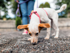 Small white puppy smelling the ground outside on a walk.