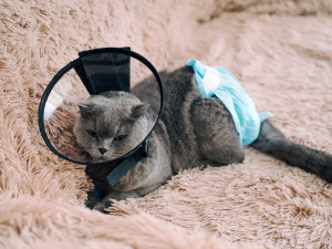 Gray cat laying on a fuzzy pink blanket with a protective cone around its head and a blue diaper on