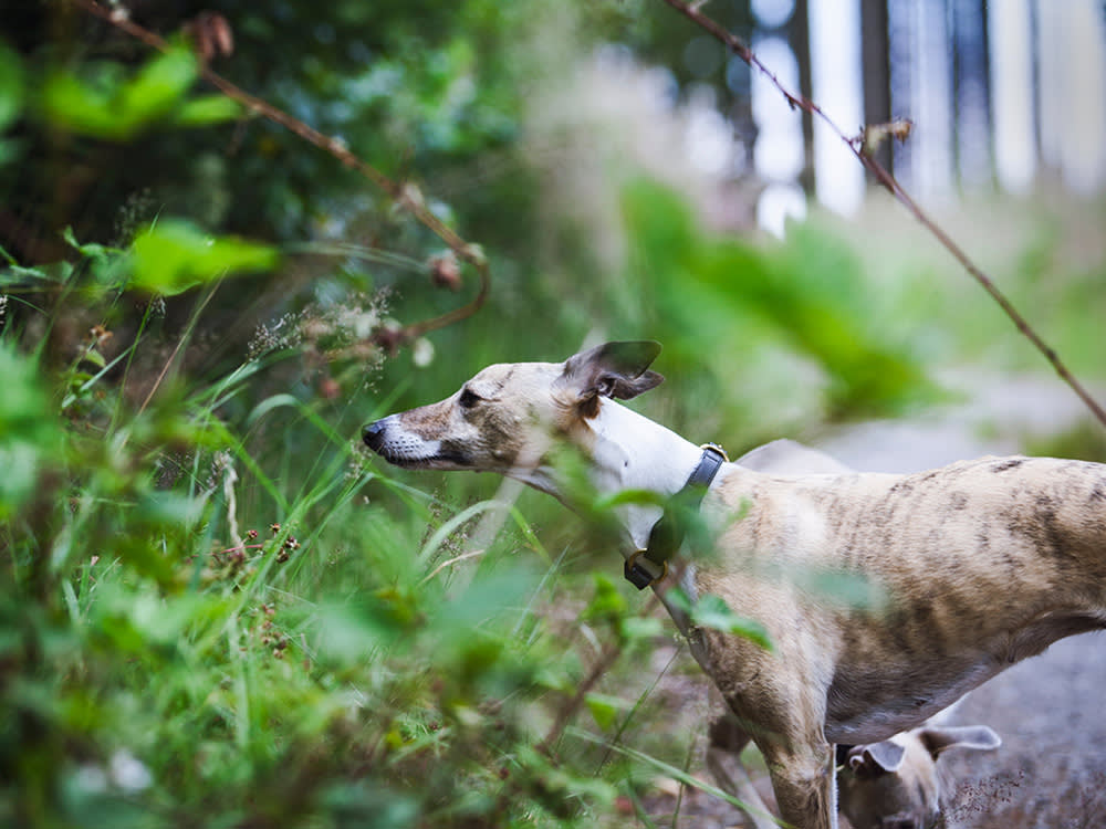 A dog looking closely into the thick of a forest. 