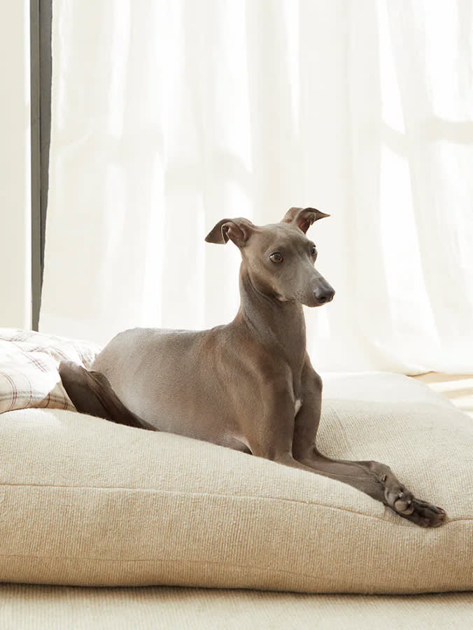 Small grey dog lays on beige dog bed.