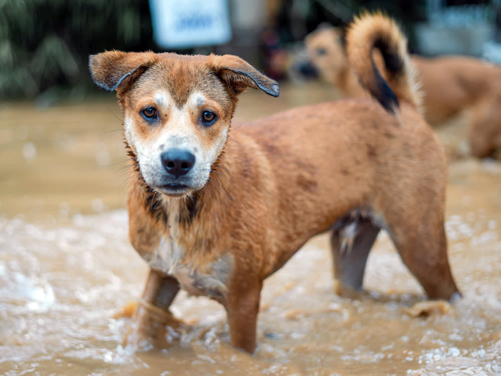 Dog in Flood Waters.