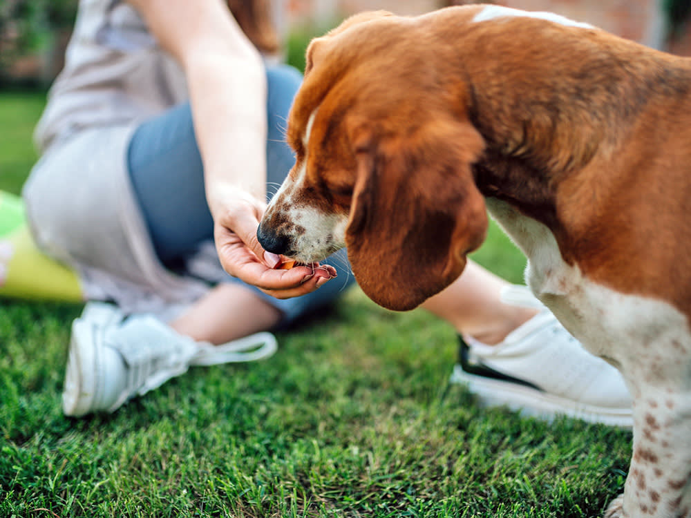 Woman feeding her dog a treat outside.