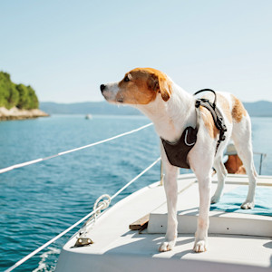 a dog on a boat looking at the water