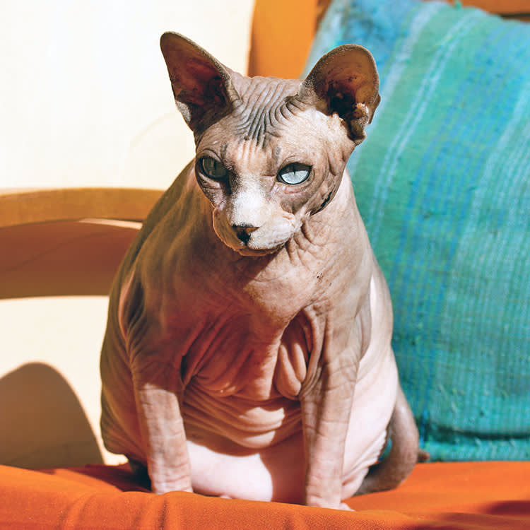 Sphynx cat