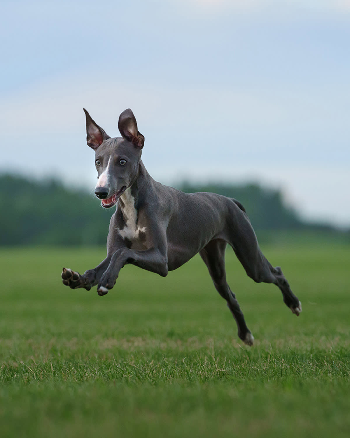 a picture of a greyhound or whippet puppy bounding across a field