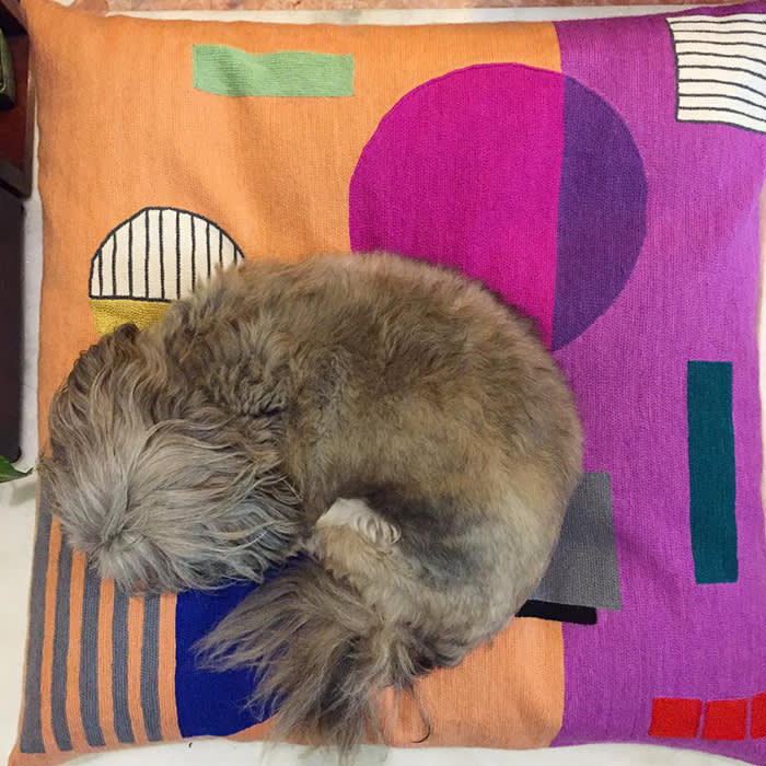 dog on orange and pink bed