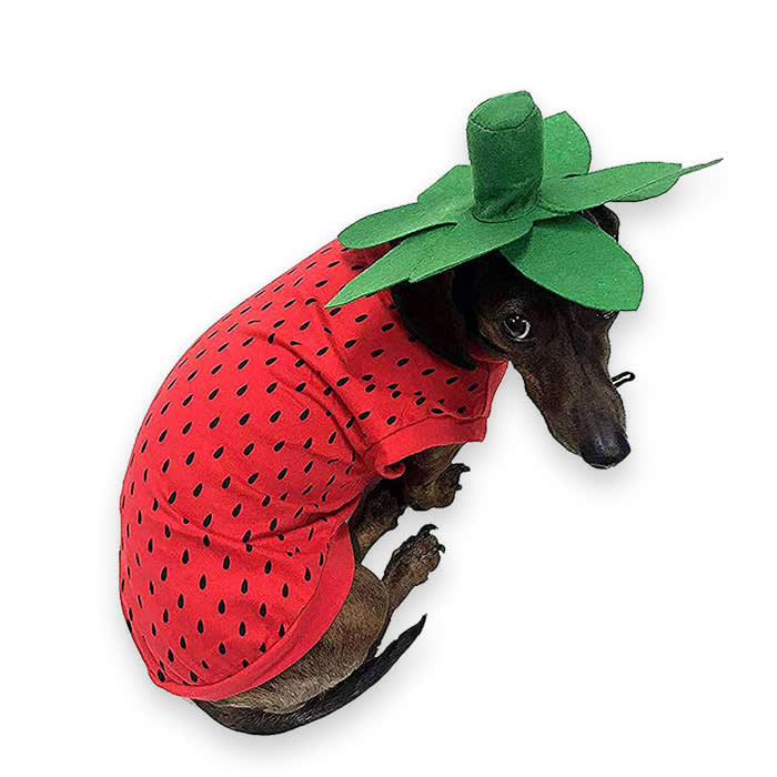 dog in a strawberry costume