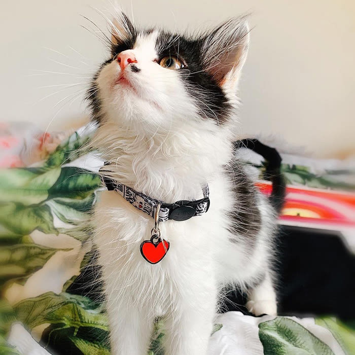 a fluffy black and white cat wearing a Keith Haring inspired cat collar 