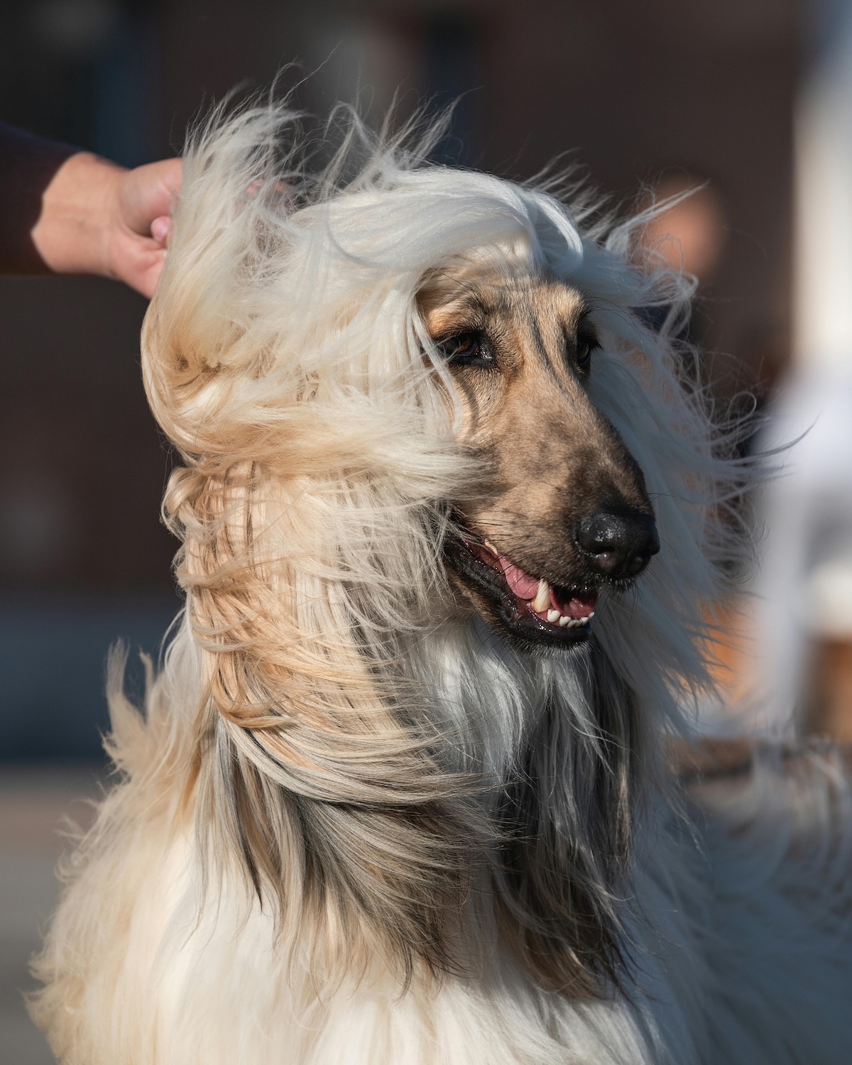 an afghan hound with hair blown in the wind