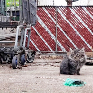 a small kitten outside beside a shopping cart
