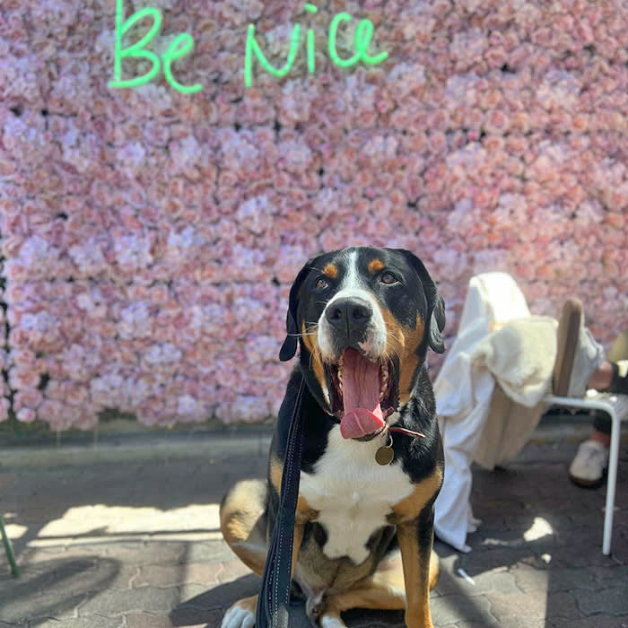 a dog poses in front of the “be nice” sign at The Rose Venice