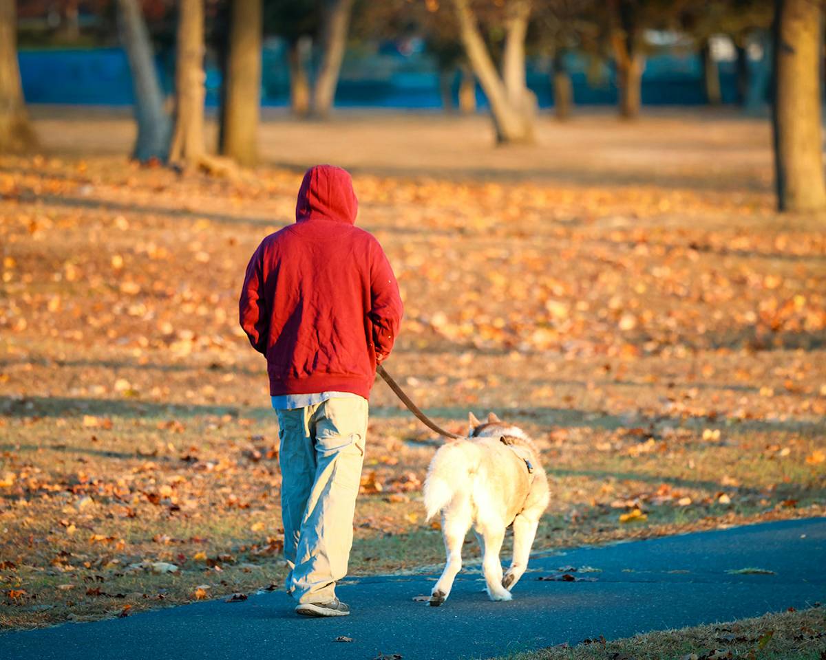 Autumn Walk in Stamford Park with Dog