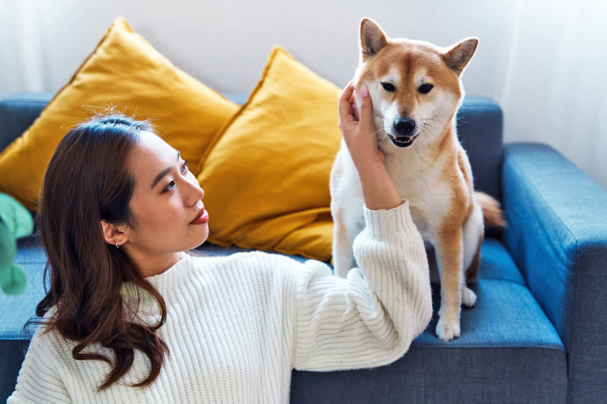 Person petting a dog