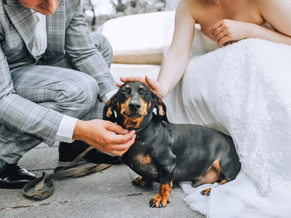 Newly wed couple petting their cute Dachshund dog.