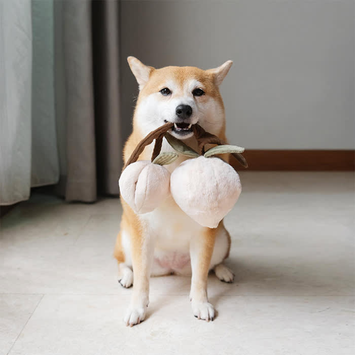dog holding plush fruit toy