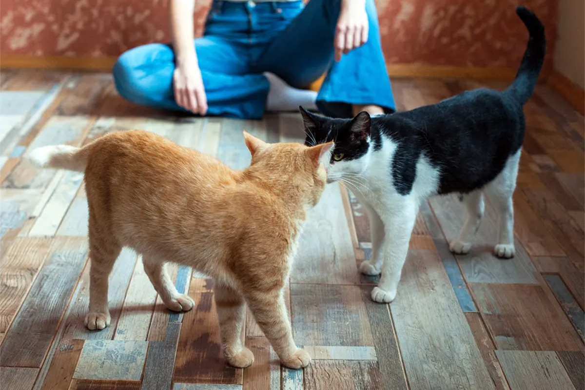Two cats meeting