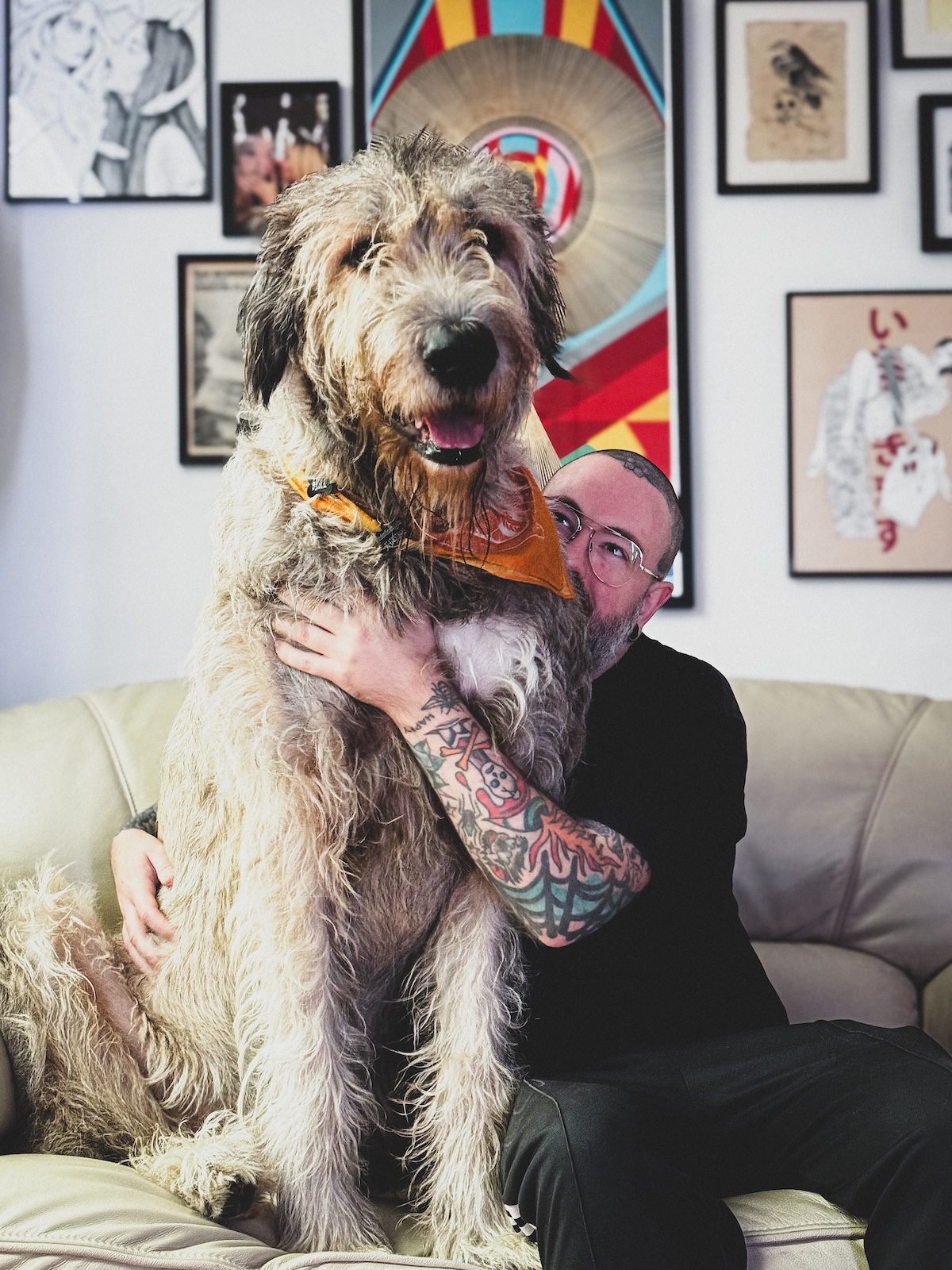 a picture of a giant dog sitting on a man's lap on a couch