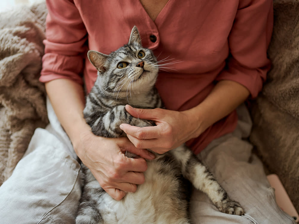 A senior cat is held in their owner's lap