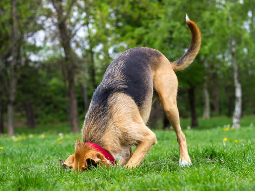 a dog with a red collar has it's head in a hole in the ground