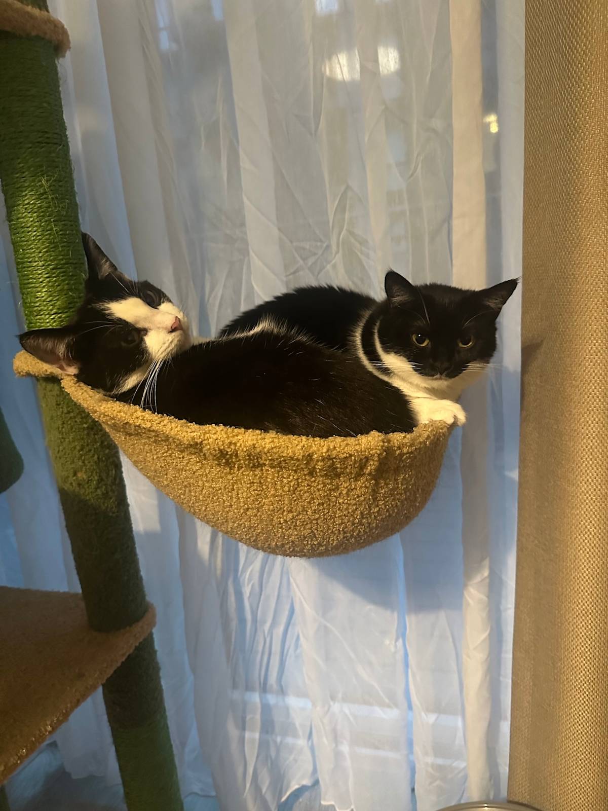 a picture of two black and white cats curled up in a cat tree