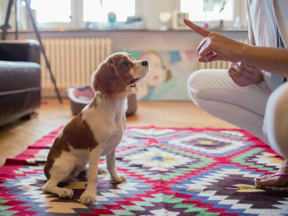 Adorable puppy focused on learning commands at home in living room