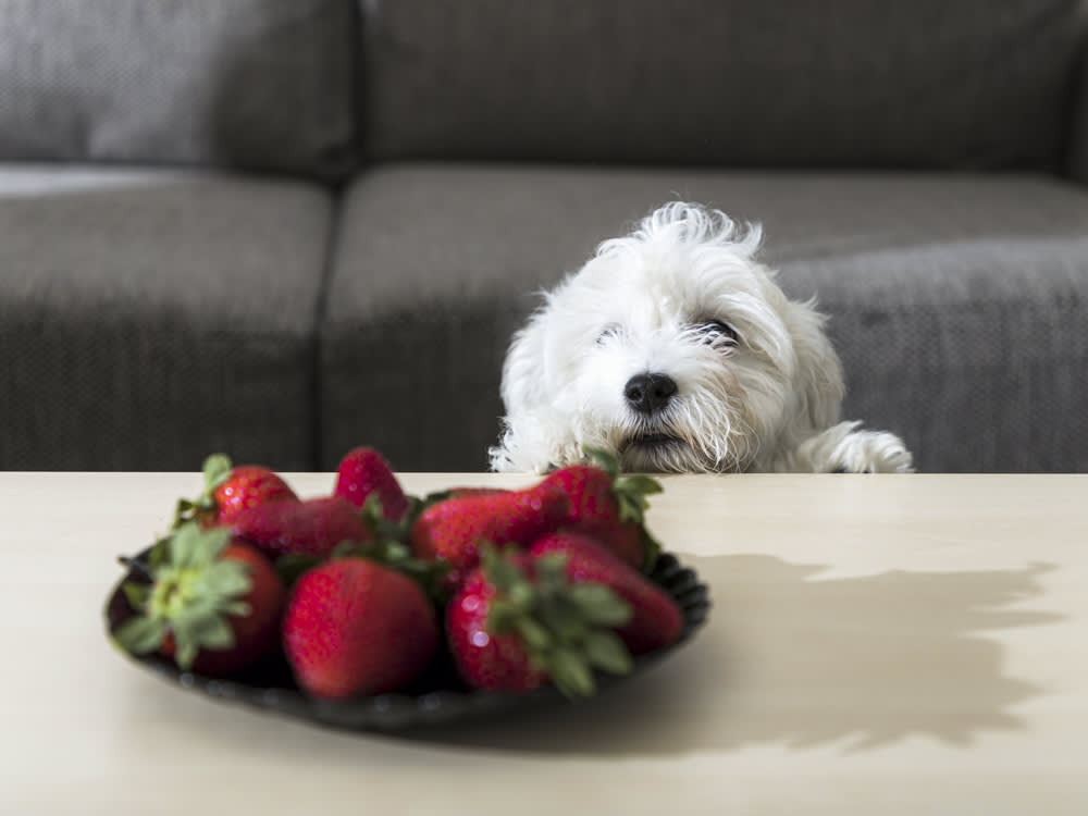 A dog staring at a bowl of strawberries on a table 