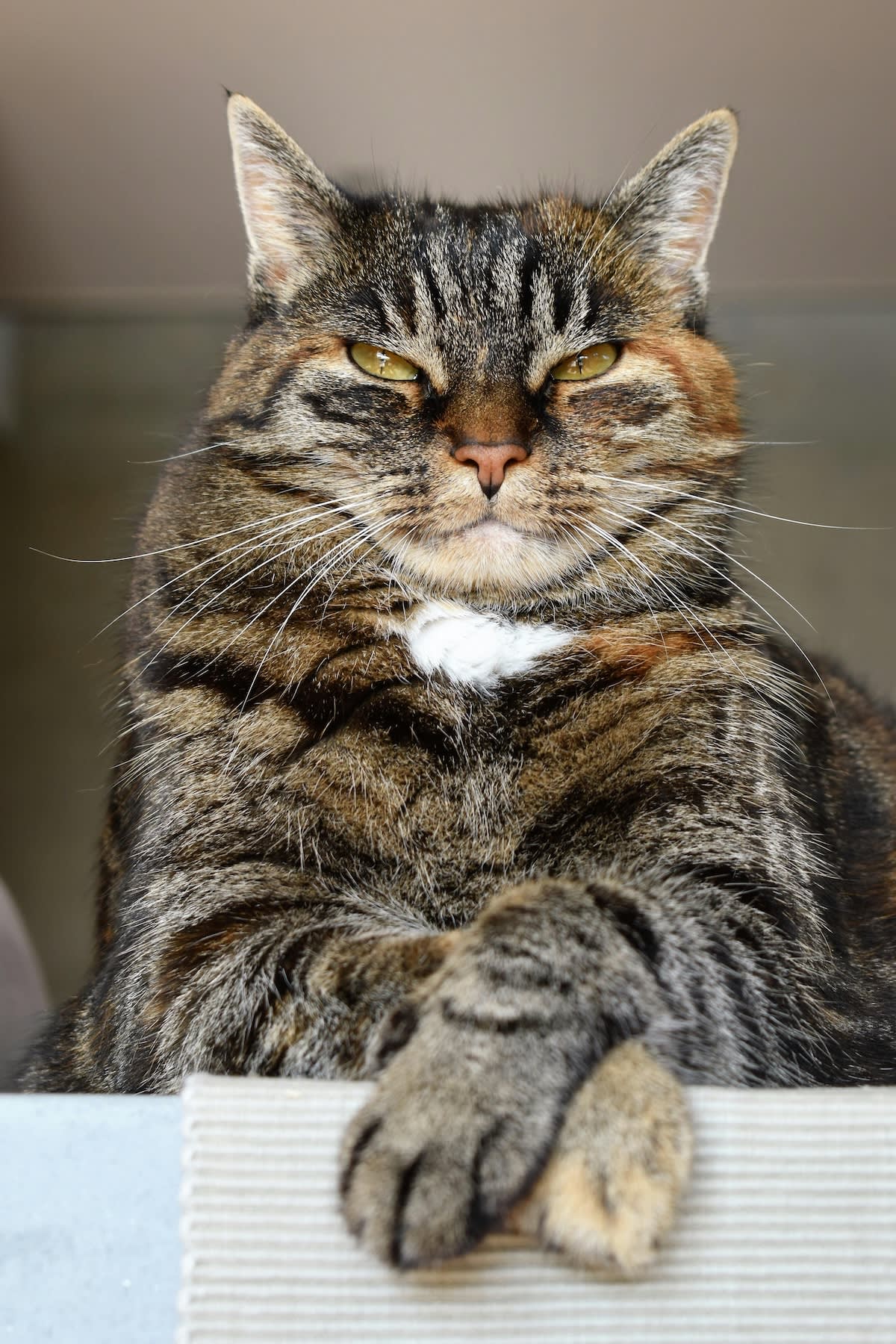 Big tabby cat with crossed paws looking scathingly down at the camera