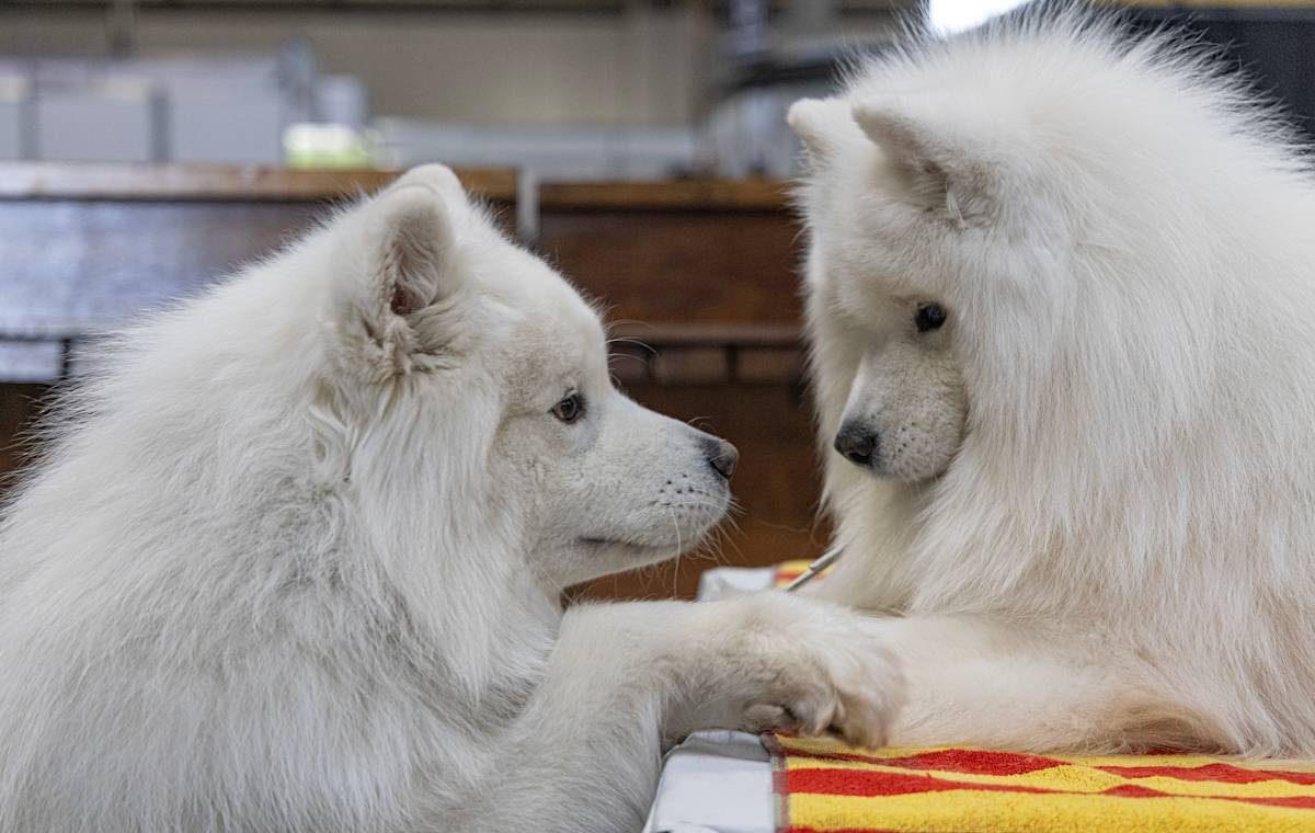 Two Samoyed dogs looking at each other