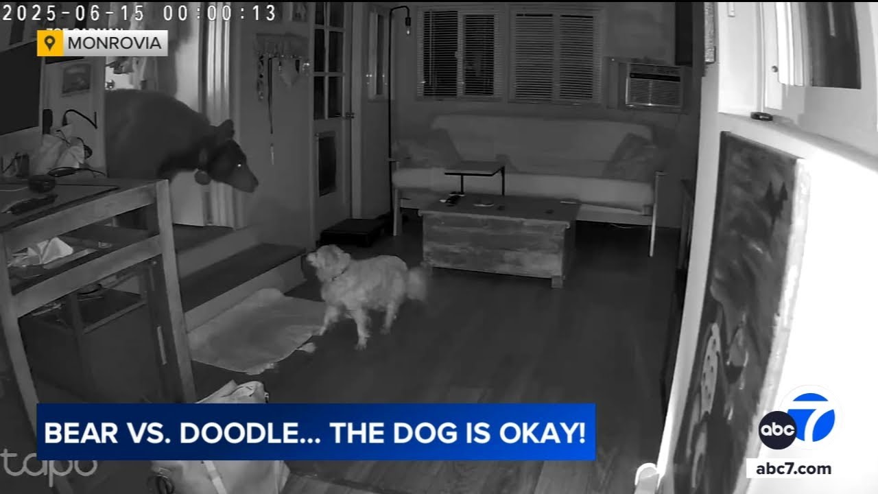 Up-close encounter between bear, dog inside SoCal home caught on video